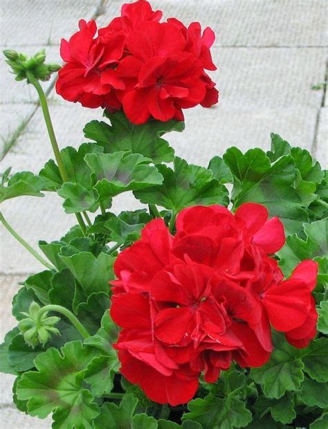 Finn bilder av red geraniums. Beautiful Reds | A Collection of Photos