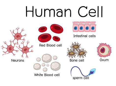 Human Cell Diagram Design Vector Art At Vecteezy
