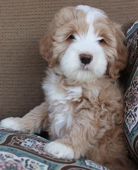 Meet kip a handsome mini goldendoodle puppy that has a beautiful curly coat. Multigen California Labradoodles