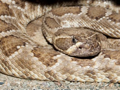 Texas Man Recovering From Severed Rattlesnake Head Bite Reptiles Magazine