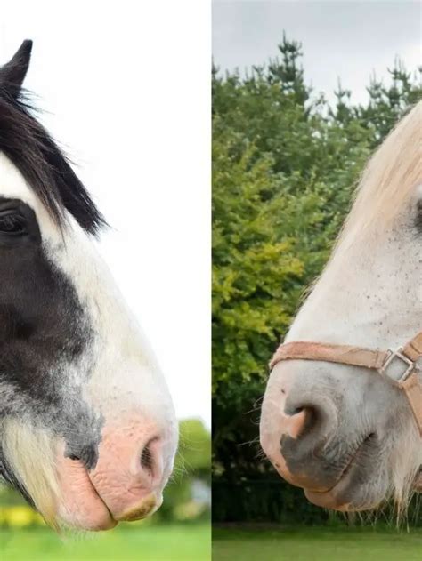 The Shire Horse Vs Clydesdales Similarities And Differences Best Horse