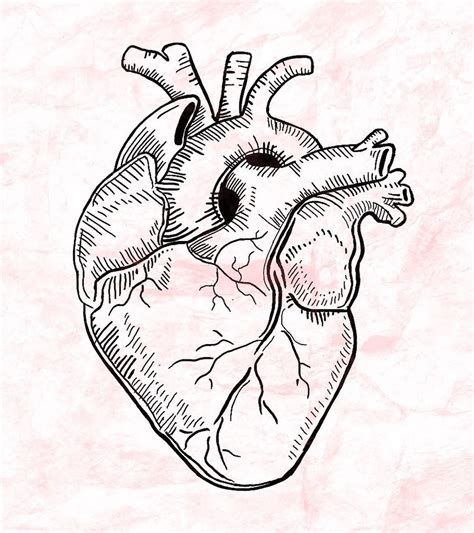 Dibujos A Lapiz De Corazon Biomec Heart Human Heart Drawing Heart