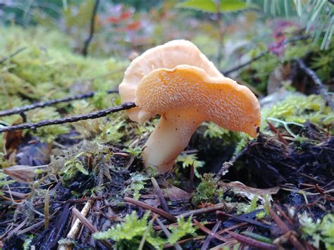 Hedgehog Mushroom Found Hiking Up Stahlman Point Oregon Mushrooms