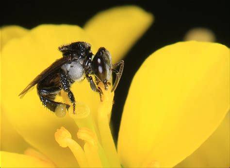 Both honeybees (apis spp.) and stingless bees (trigona spp.) produce honeys with high nutritional and therapeutics value. Chinese expertise to lend sting to S'wak's stingless bee ...