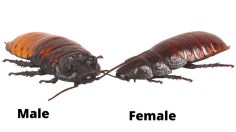 Madagascan Hissing Cockroach Care Guide Reptile Cymru