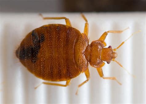 Map Of Bed Bug Genome Explains Ick Factor And Some Mysteries
