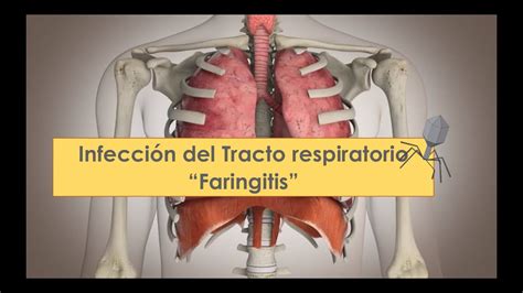 Microbiologia Faringitis Youtube