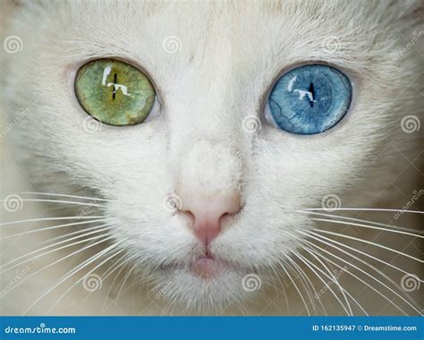 Cat With Heterochromia Blue And Green Eyes Stock Image Image Of