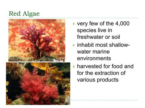 Chapter 6 Seaweed Ppt