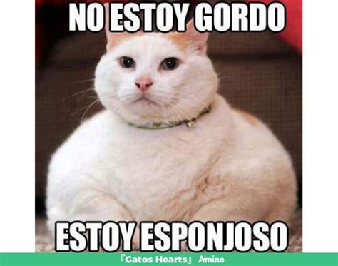 Memes De Gatos 🐈 Amino Gatos En Español Amino