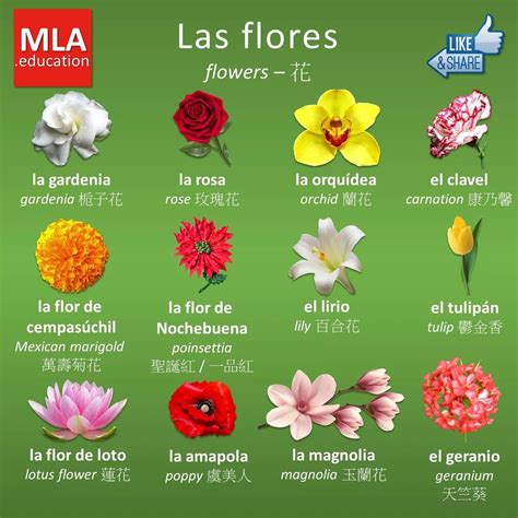 Pin De Abhishek Mishra En Español Nombres De Flores Idioma De Las