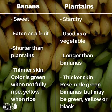 Plantain Vs Banana They Look Same But Are Different
