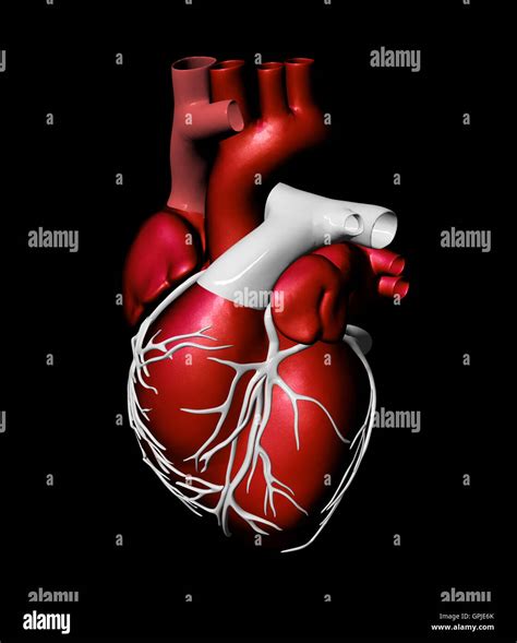 Model Of Artificial Human Heart Stock Photo Alamy