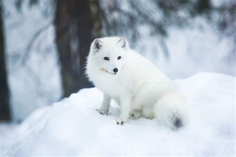 Wild Personalities Arctic Fox Lindblad Expeditions