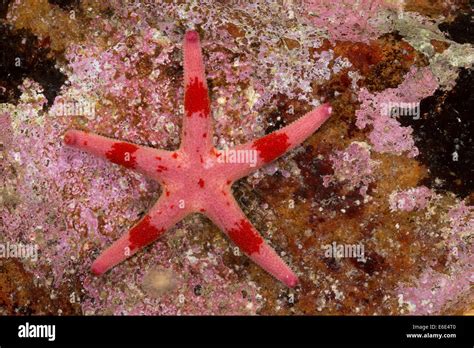 Atlantic Blood Star Slender Sea Star Bloody Henry Blood Starfish
