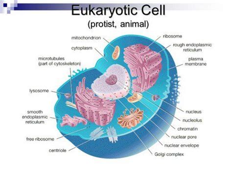 Every animal cell has two of these small organelles (made of microtubules) and they help organize cell division (like a teaching assistant who help out near the rough er is rough because it has ribosomes attached to its surface and ribosomes are cell structure that make protein (like the cooks of the school. Biology 101: Cells | Biology, Animal cell, School
