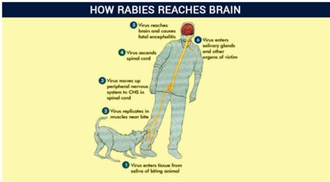 Rabies Causes Symptoms Treatments Prevention And Vaccine Byjus