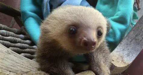 Baby Sloths Are Too Little To Climb Trees So They Use