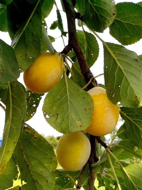 Free Picture Organic Yellow Plums