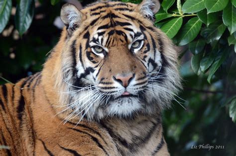 Eye Of The Tiger Sumatran Tiger Taken At Chester Zoo Liz Phillips