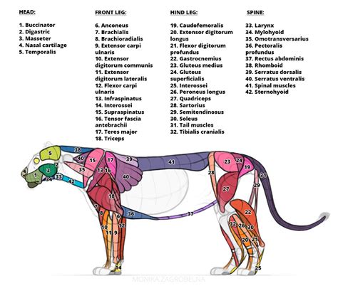 Lion Anatomy For Artists Skeleton And Muscle Diagrams Monika Zagrobelna
