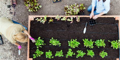 Leave a comment and i'll do my best to help. How to Start a Vegetable Garden From Scratch - Plant ...