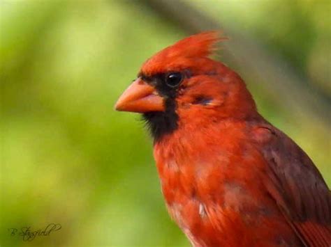 Male Northern Cardinal In Dayton Ohio Rbirding