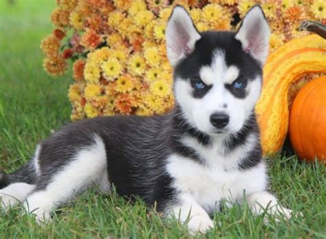 We visited lara when she was only 5 weeks old. Cute Adorable Siberian husky Puppies FOR SALE ADOPTION from San Diego California @ Adpost.com ...