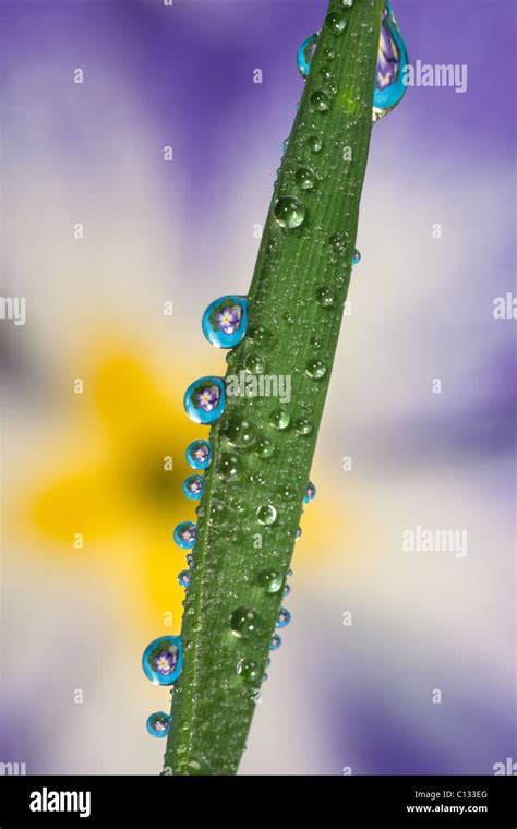 Yellow And Blue Polyanthus Flowers Reflected Inside Water Droplets
