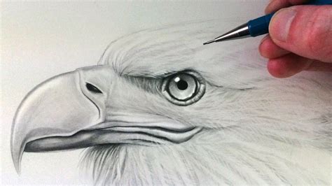 How To Draw A Realistic Eagle Eye Oshea Cousemen