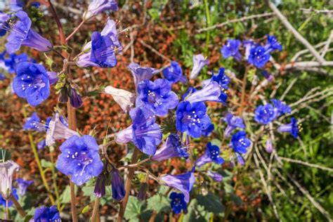 Phacelia Campanularia California Bluebell California Dessert