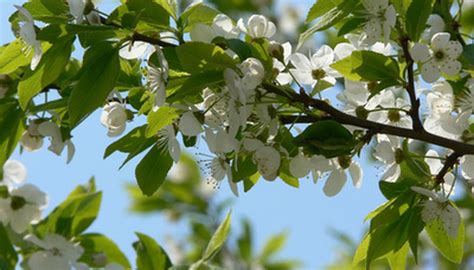How To Identify Different Plum Trees Garden Guides