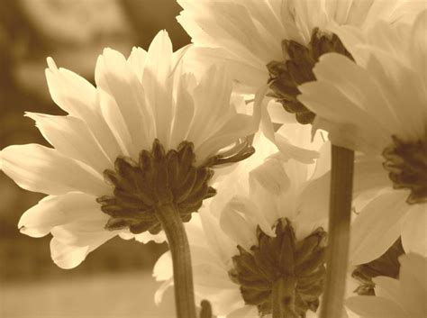Flowers In Sepia Free Stock Photo By Heather Elaine Kitchen On