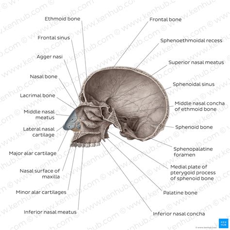 Nasal Conchae Anatomy Structure And Function Kenhub