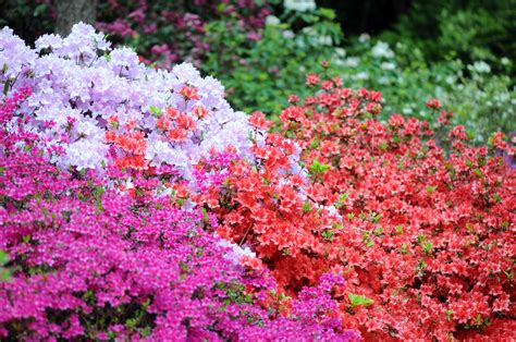 20 Flowering Shrubs To Add Color To Your Garden