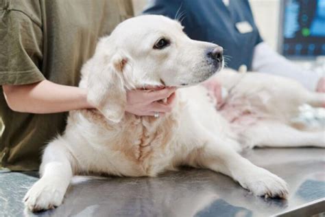 Ehrlichia In Dogs Is It Dangerous What You Need To Know