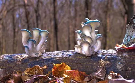 Fantastic Fungi The Magic Beneath Us Interview With Filmmaker Louie