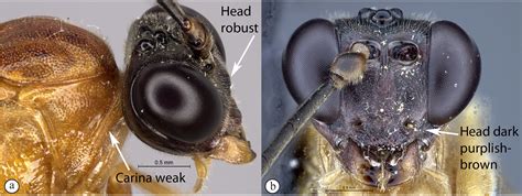 Key To Afrotropical Tetractenion Species Waspweb