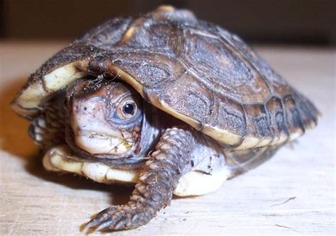 Most importantly, turtle store sells variety of 100% captive bred baby box turtles for sale. Baby Eastern Box Turtle | Flickr - Photo Sharing!