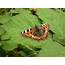 5 Fantastic Facts About Butterflies  St Nicks