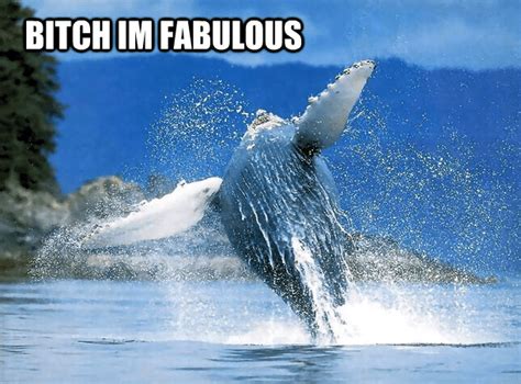 16 Whale Memes That Will Make You Laugh All Day Cat Memes Whale Laugh