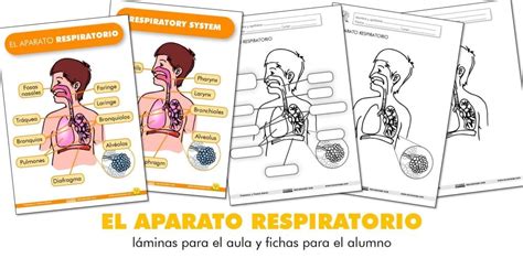 Dibujos Del Sistema Respiratorio Para Colorear Para Ninos Colorear