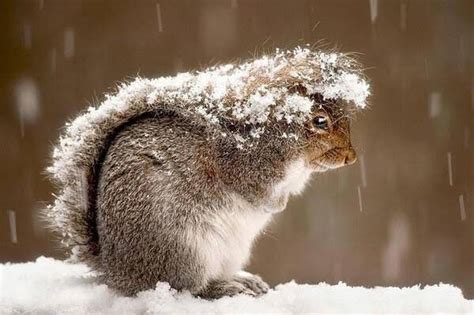 Squirrels Can Use Their Tails As Umbrellas To Protect Them From Rain