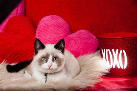 46 Valentine Kitten Wallpapers Wallpapersafari