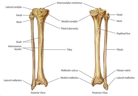 Tibia And Fibula Calf Bony Features Coloring Page