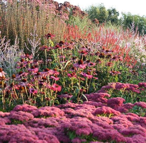 Late Flowering Garden Perennials Down To Earth