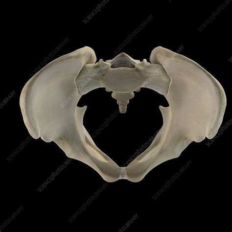 Human Hip Bone Artwork Stock Image F0093623 Science Photo Library