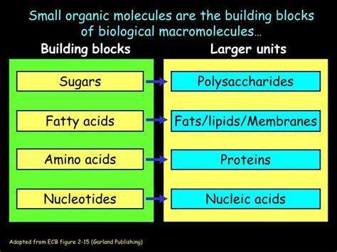 Ppt Small Organic Molecules Are The Building Blocks Of Biological