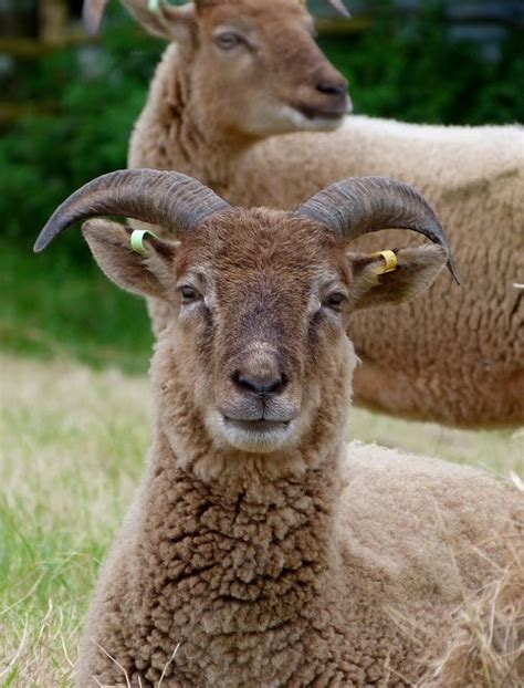 Heart And Soil Spindlebrook Combe New Rare Breed Sheep Castlemilk