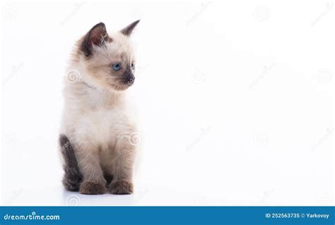 A Small Blue Eyed Thai Or Siamese Kitten Sits On A White Background And